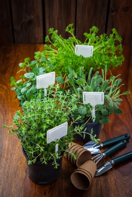 Herbs Planted in Small Pots