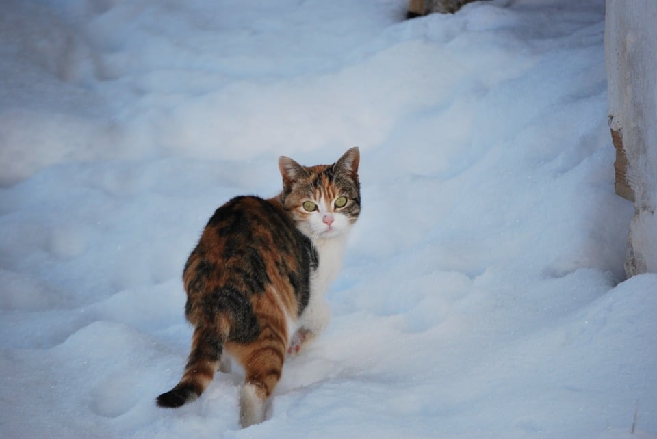 cats in winter