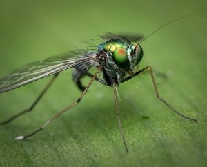 fly on leaf