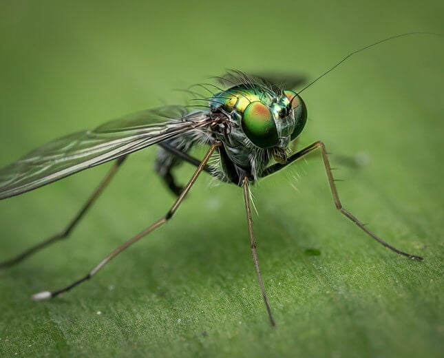 Fly Free: 3 Steps to Insect-Proof Your Home