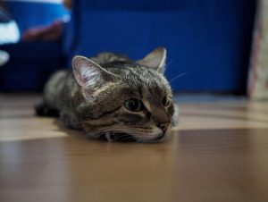 Cat laying on the floor