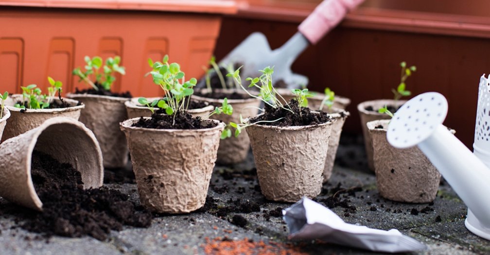 Starter Plants