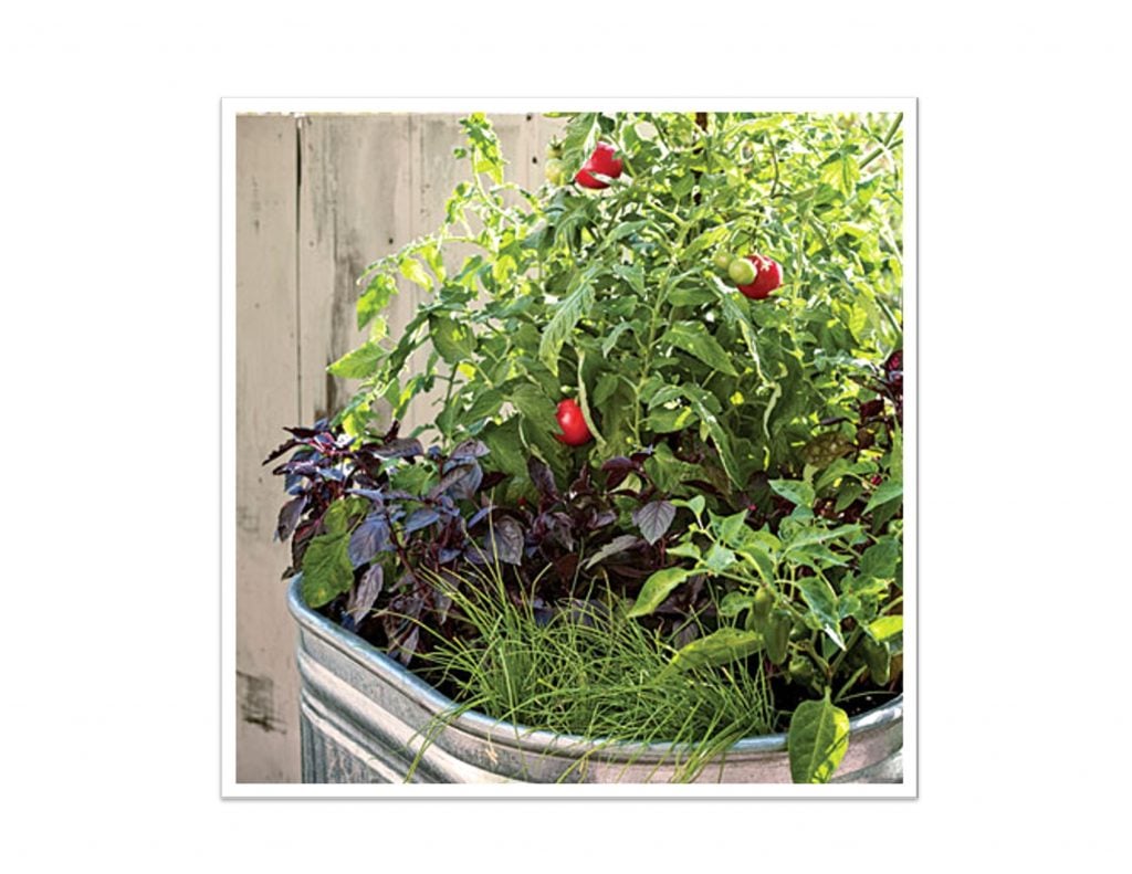 Mixed Potted Plant with Tomatoes